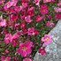 Image result for Saxifraga Red Melba