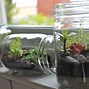 Image result for Growing Moss in Terrarium