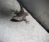 Image result for Gray Lizard in Pahrump