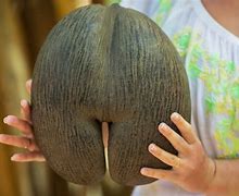 Image result for The Biggest Plant Seed