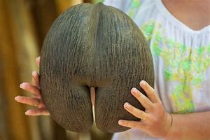 Image result for Fruit or Vegetable with Biggest Seed