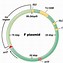 Image result for Types of Plasmids