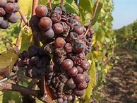 Image result for Fromm Pinot Gris