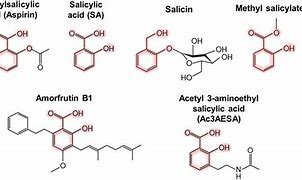 Image result for Salicylic Acid Aspirin