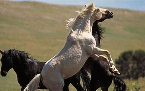 Image result for Wild Horse Stallion