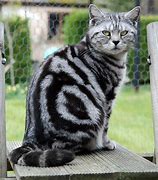 Image result for Black and Silver Tabby Cat