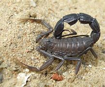 Image result for Androdon Trochilidae
