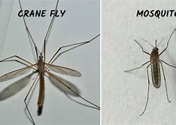 Image result for Fly and Mosquito
