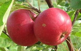 Image result for Cox Rosette Apple's