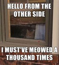 Image result for Cat Memes Ultra Funny