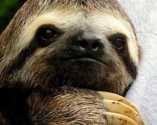 Image result for Cool Sloth Backgrounds