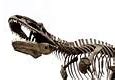 Image result for Biggest Dinosaur Bones