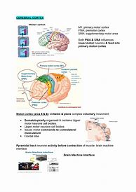 Image result for M1 Cortex