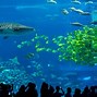 Image result for World's Best Aquariums