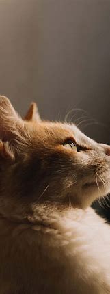 Image result for Cute Cat Wallpaper for iPhone