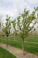 Image result for Prunus domestica Wignon