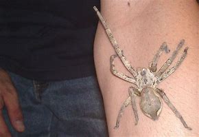 Image result for African Huntsman Spider