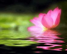 Image result for Lotus Flower Giphy