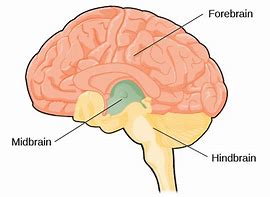 Image result for Brain Anatomy Chart