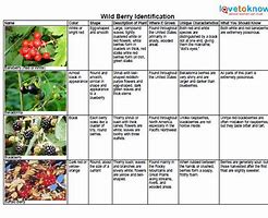 Image result for Identifying Edible Wild Berries