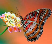 Image result for Butterfly with Bubbles Blue Wallpaper