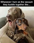 Image result for Dog Memes Dirty Finger