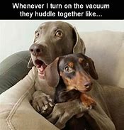 Image result for Funny Dog Memes Clean