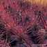 Image result for Schizachyrium scoparium Prairie Blues