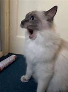 Image result for Shocked Cat Meme