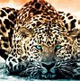 Image result for Jaguar HD