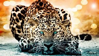 Image result for Jaguar Wallpaper HD iPhone 6
