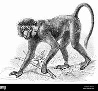 Image result for Laphing Monkey