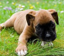 Image result for Cutest Boxer Dog