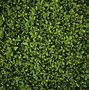 Image result for All Green Wallpaper