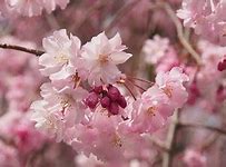 日本櫻花 的图像结果