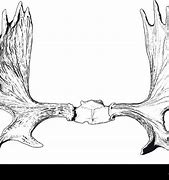 Image result for Elk Jaw Bone