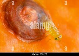 Image result for "red-scale-parasite"