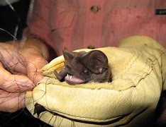 Image result for Florida Bats Species