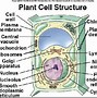 Image result for Module of a Plant Cell
