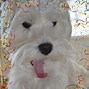Image result for Westie Happy New Year