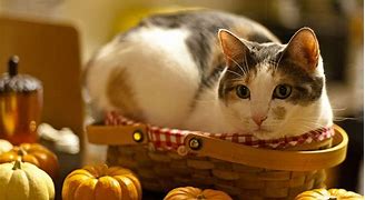Image result for Thanksgiving Kitty