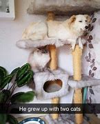 Image result for STANDING Cat He Grew Up Meme