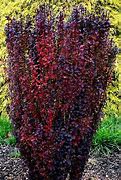 Image result for Berberis thunbergii Helmond Pillar