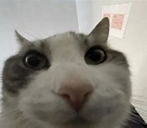 Image result for Look at That Cat Meme