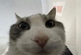 Image result for Cat Memes Know Your Meme