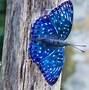 Image result for Blue Butterfly Screensaver