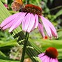 Image result for Echinacea purpurea Irresistible ®
