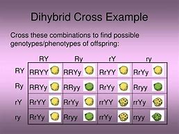 Image result for Dihybrid Cross