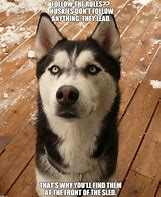 Image result for Husky Most Protected Puppy Meme