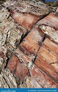 Image result for Petrified Wood Texture